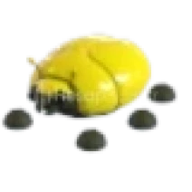 ⭐ | 1 Adet FR Giant Gold Scarab | Adopt Me